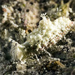Elysia sp. BB